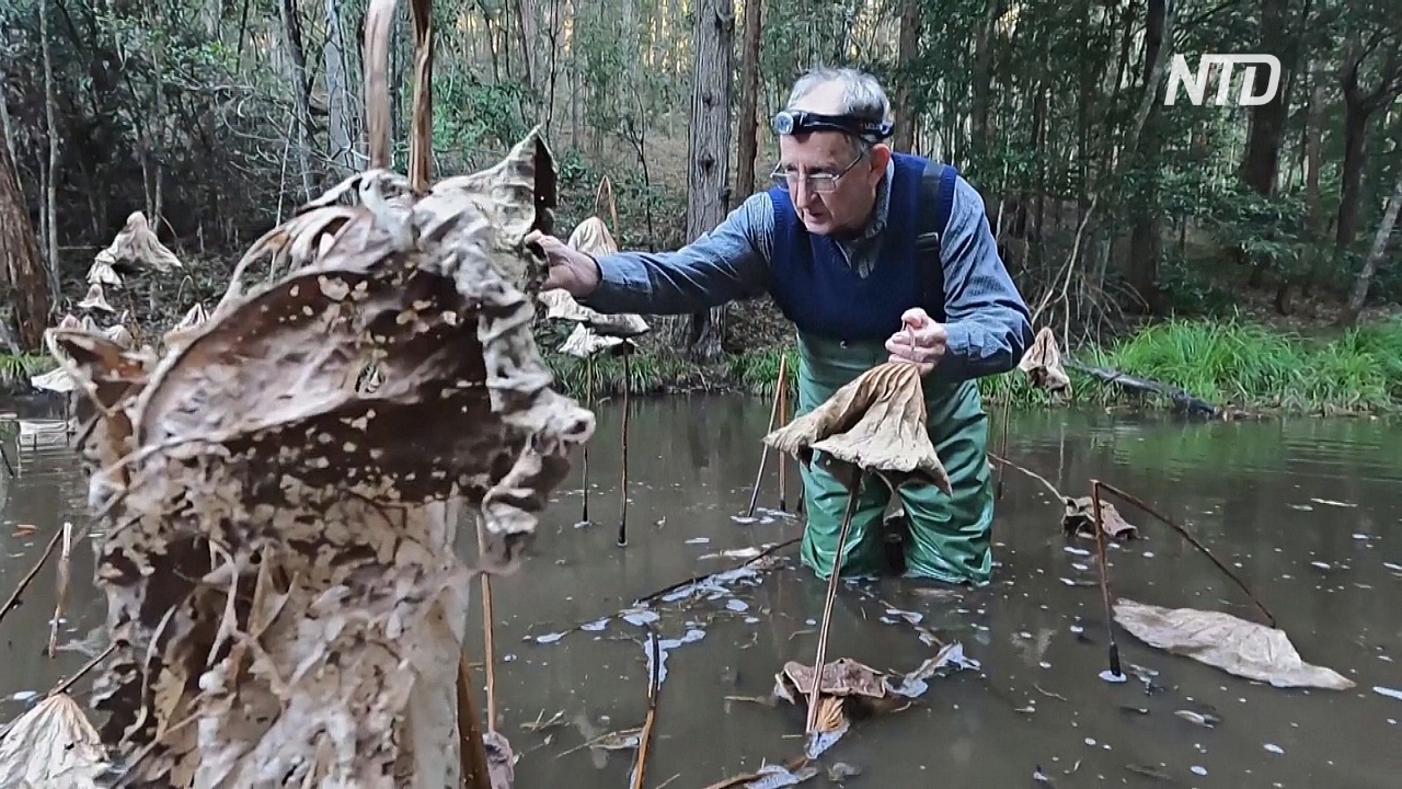 Австралиец научился общаться с лягушками и находить их в природе