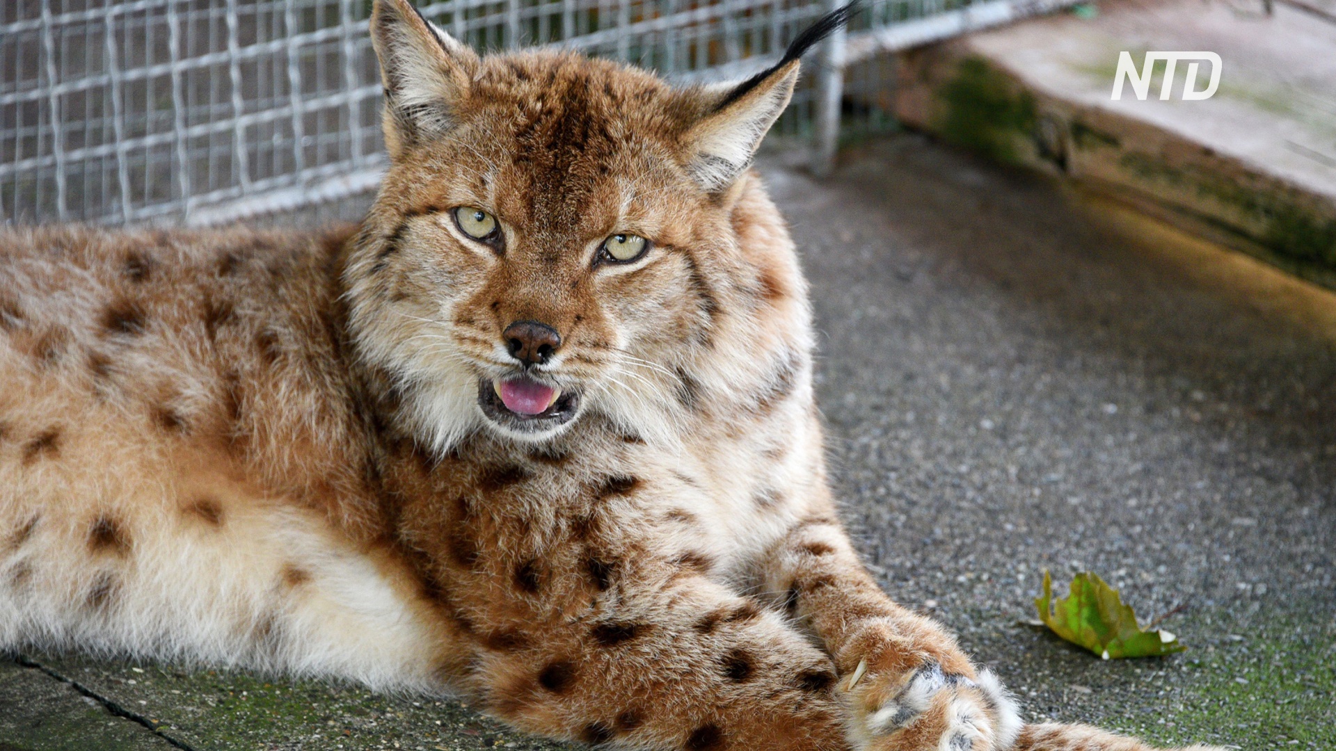 Для спасения балканских рысей создали заповедник в Северной Македонии Для спасения балканских рысей создали заповедник в Северной Македонии
