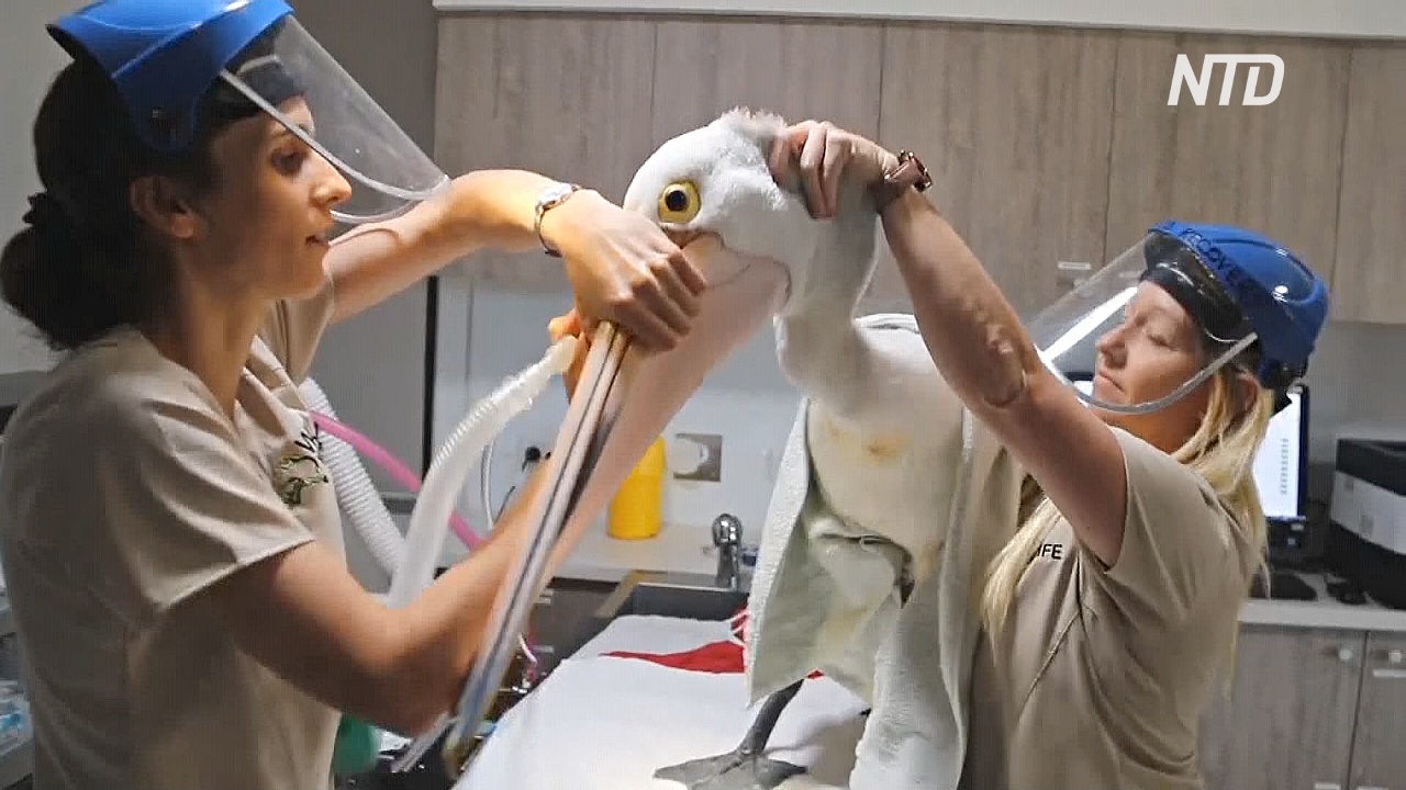 Первая в Австралии травматологическая ветклиника помогает диким животным