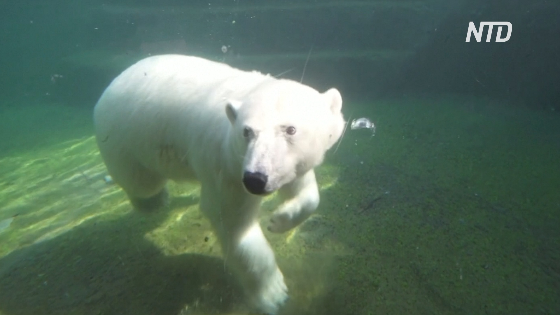 В Московском зоопарке медведи спасаются от жары, купаясь в бассейнах