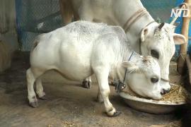 Самая маленькая корова в мире живёт в Бангладеш