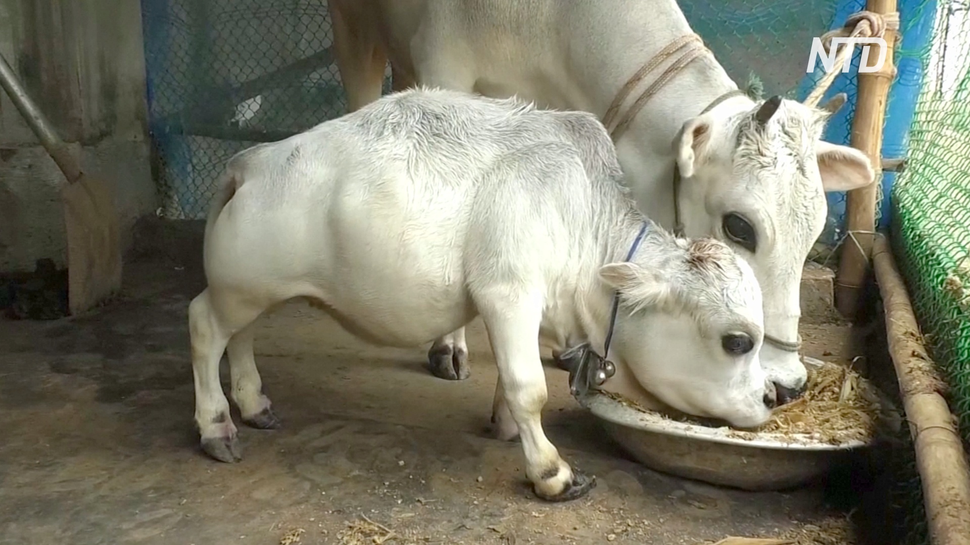 Самая маленькая корова в мире живёт в Бангладеш