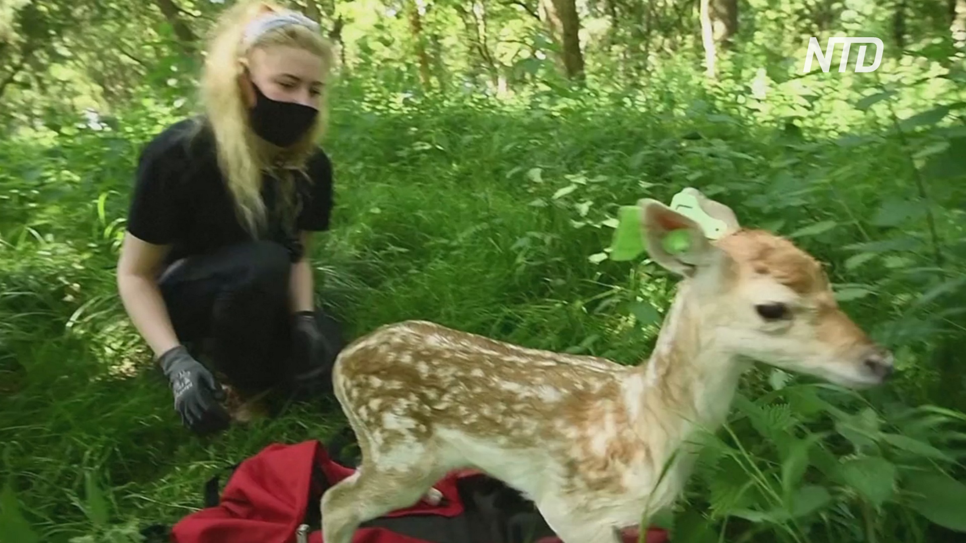 Поймать оленёнка: в дублинском парке волонтёры проводят замеры животных