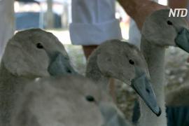 На Темзе снова пересчитывают лебедей
