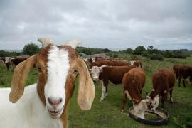 Вместо коровы – коза: почему американские фермеры обновляют свои стада