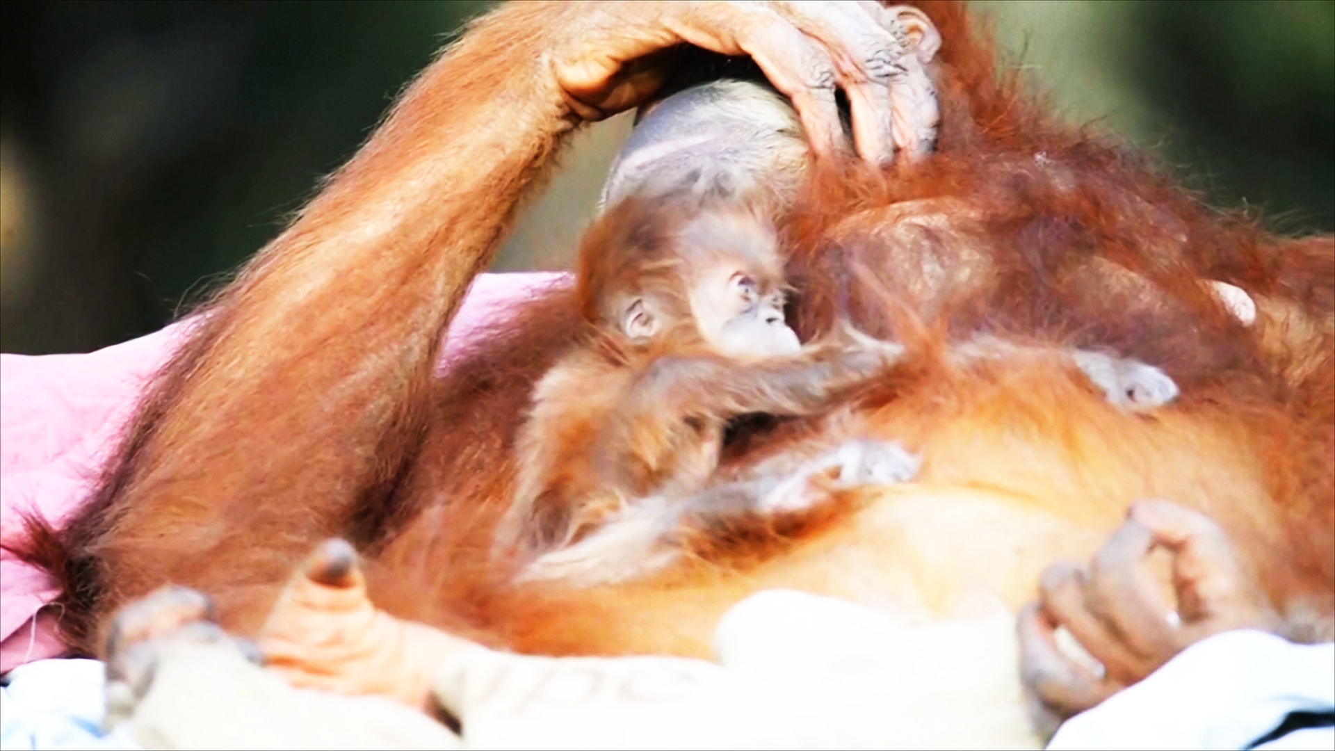 В израильском зоопарке родился детёныш исчезающего суматранского орангутана
