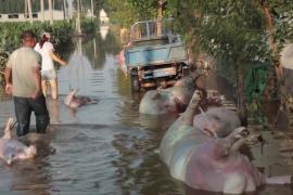Наводнение в Китае: фермеры не знают, куда девать туши утонувших свиней