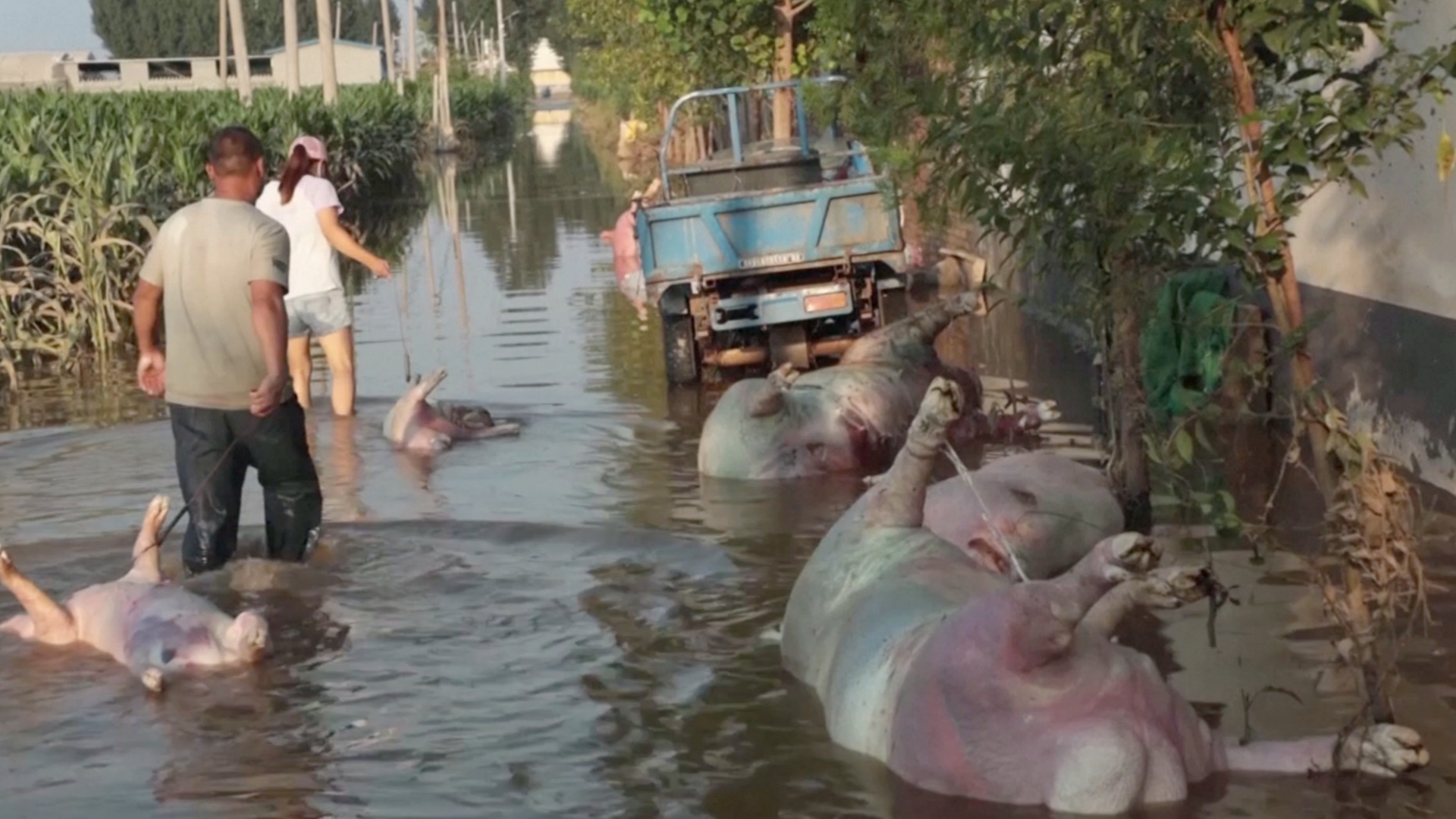 Наводнение в Китае: фермеры не знают, куда девать туши утонувших свиней