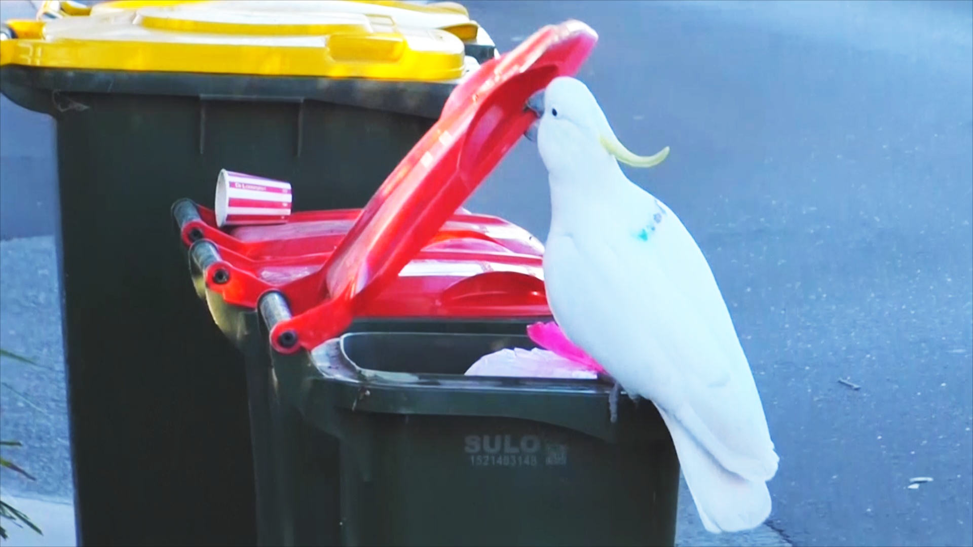 Исследование: какаду учат друг друга открывать мусорные баки