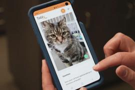 Новое приложение расшифровывает чувства кошек