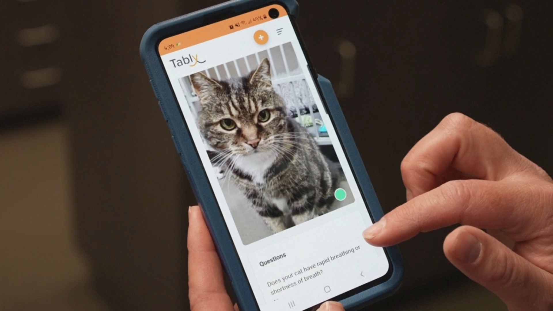 Новое приложение расшифровывает чувства кошек