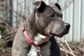 Питбуль поднял тревогу и спас семью