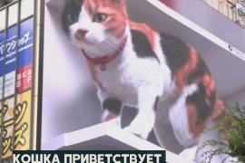 Гигантская 3D-кошка: токийцы в шоке от нового билборда