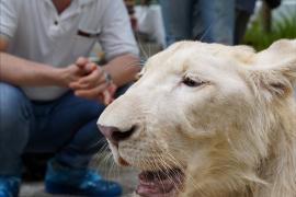 Почему власти Камбоджи сначала забрали льва, а потом вернули его владельцу