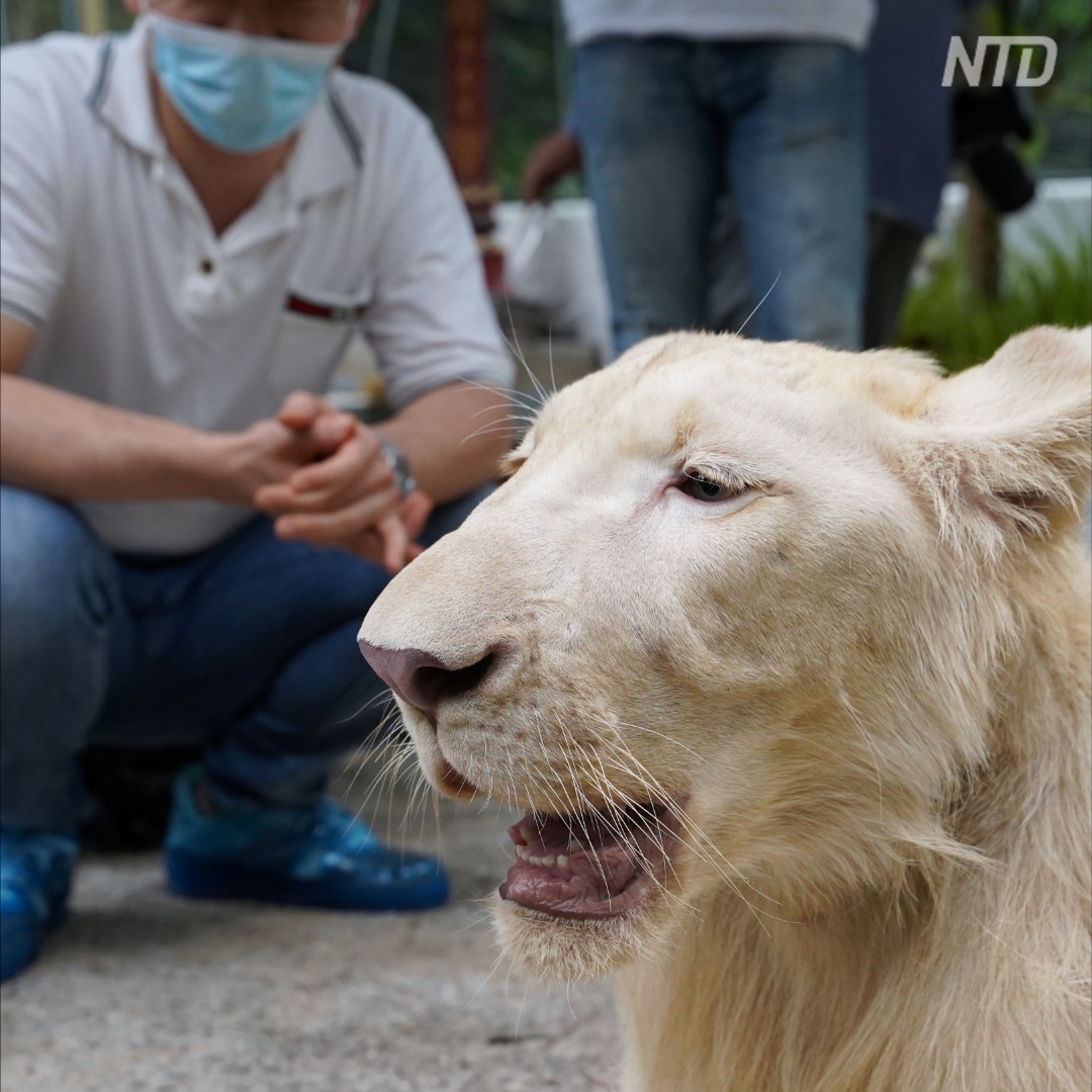 Почему власти Камбоджи сначала забрали льва, а потом вернули его владельцу