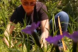 Мини-сады с полевыми цветами разбили в московском дворе