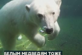Панды и медведи в Московском зоопарке охлаждаются льдом и водой