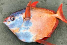 Огромную тропическую рыбу обнаружили в штате Орегон