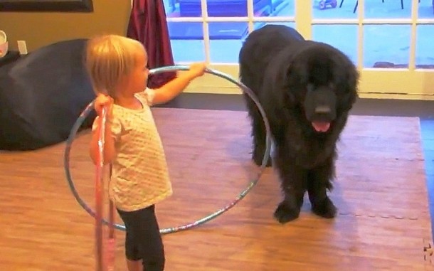 Может ли ребёнок научить собаку крутить обруч? Весёлое видео