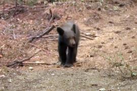 Калифорния: в сгоревшем лесу находят медвежат
