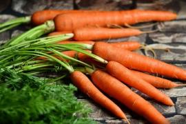 Морковь: польза и вред