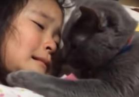 Как кошка утешает плачущую девочку