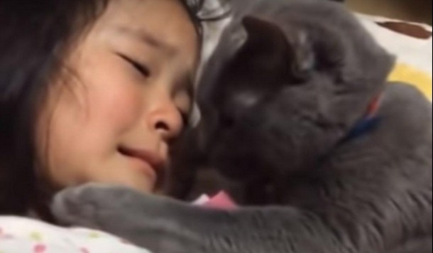 Как кошка утешает плачущую девочку