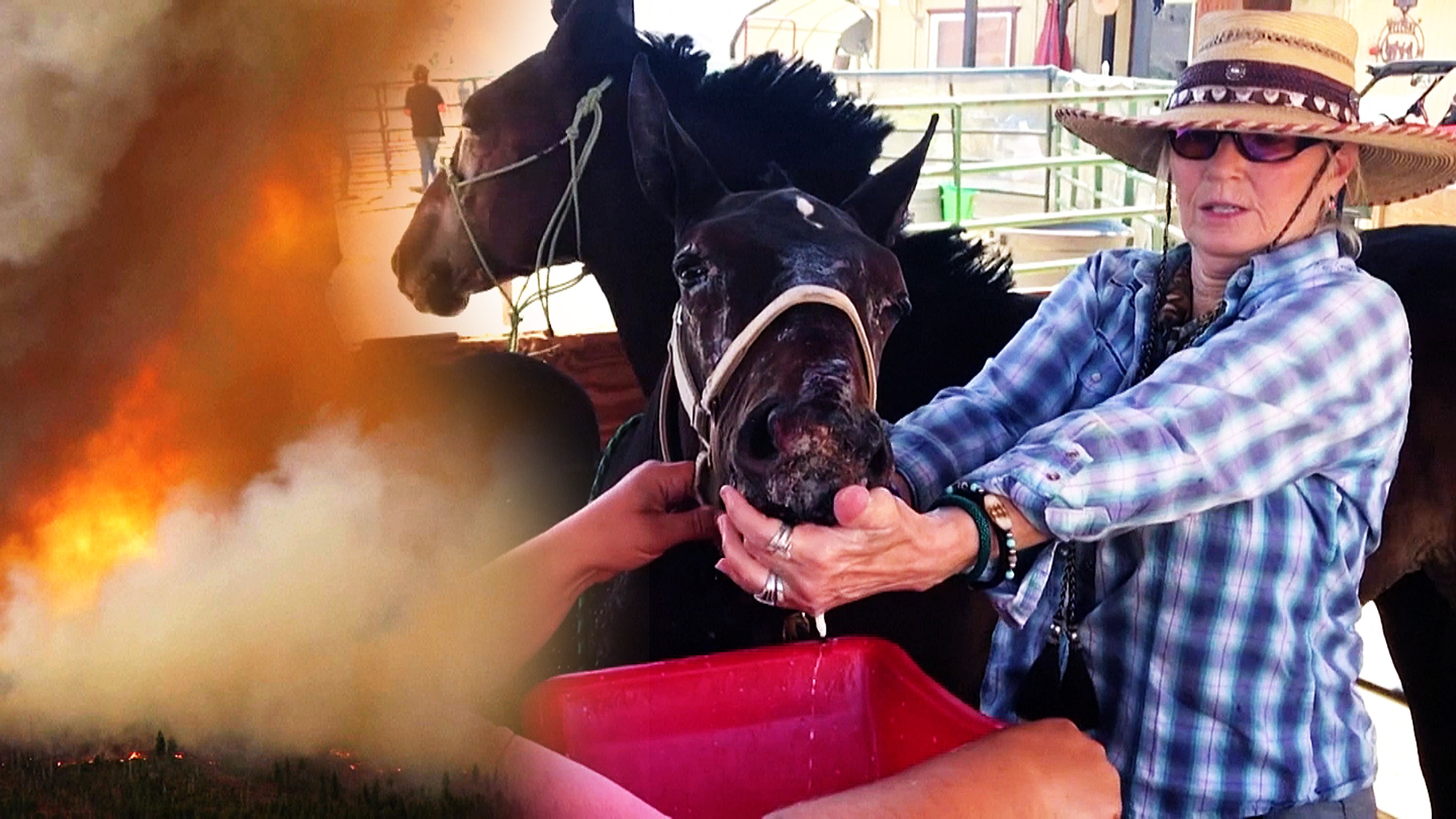 Крем и холодные ванны: обгоревших лошадей лечат на ранчо в США