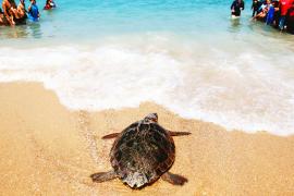 Как освобождённая черепаха «добежала» до моря