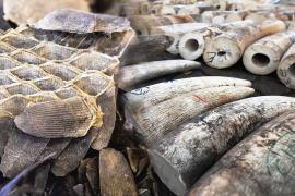 Чешую панголинов и бивни слонов на рекордные $54 млн изъяли в Нигерии