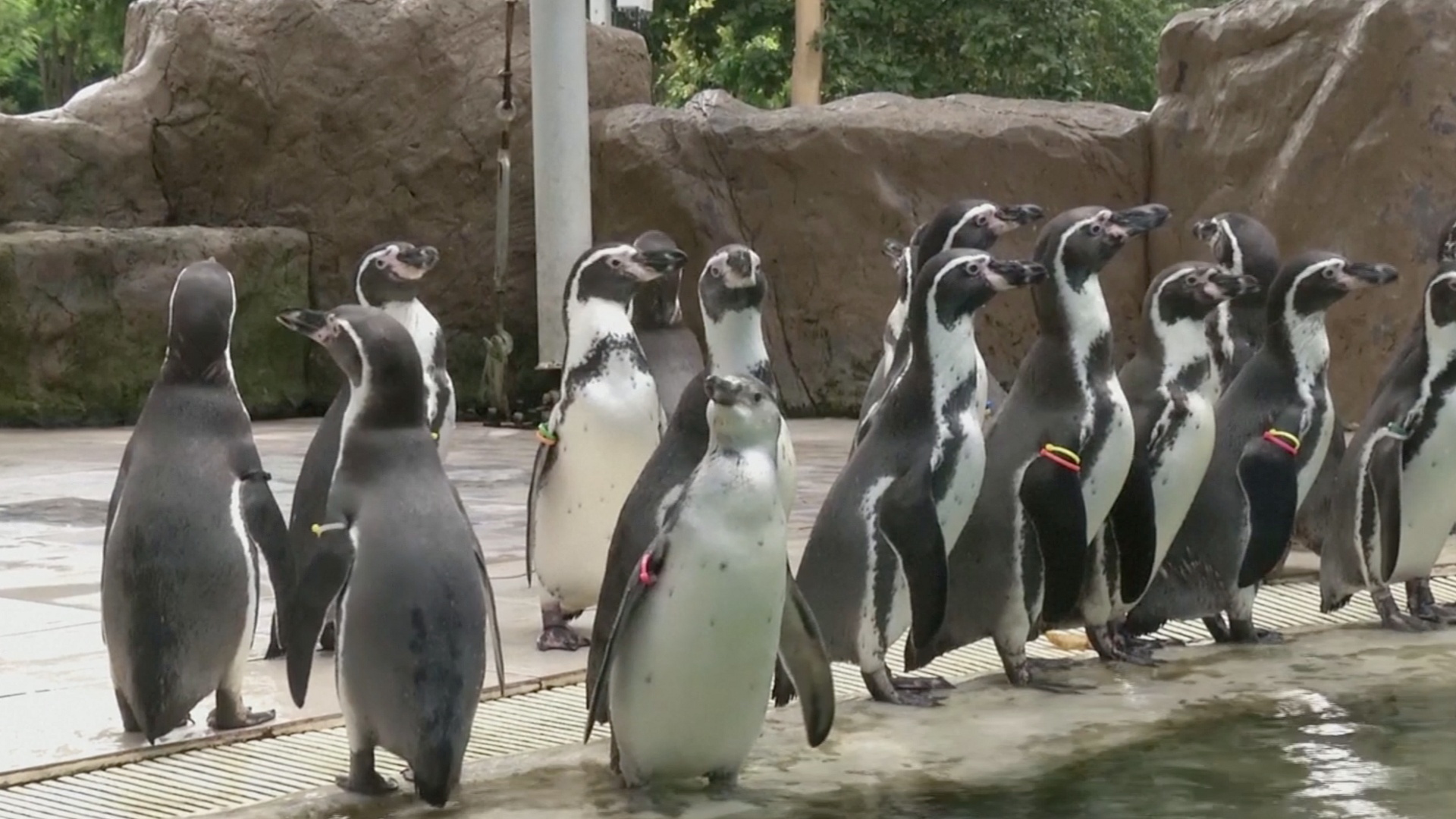 Зарядка для пингвинов: как развлекают животных в тайском зоопарке