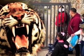 Тигр убил работницу сафари-парка в Чили