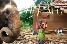 Напуганные слоны топчут деревни в Индии
