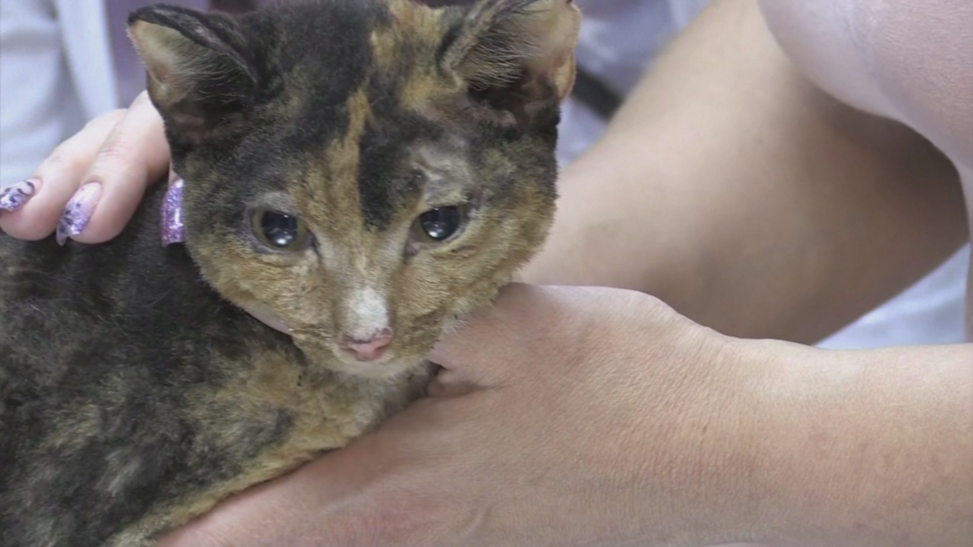 Волонтёры спасли шесть кошек в сгоревшем якутском селе