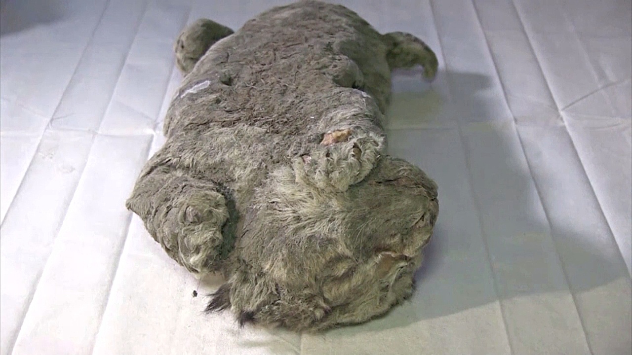 Сохранились даже усы: учёные выяснили возраст останков пещерного львёнка