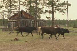 Сибирские деревни учатся жить в окружении горящих лесов