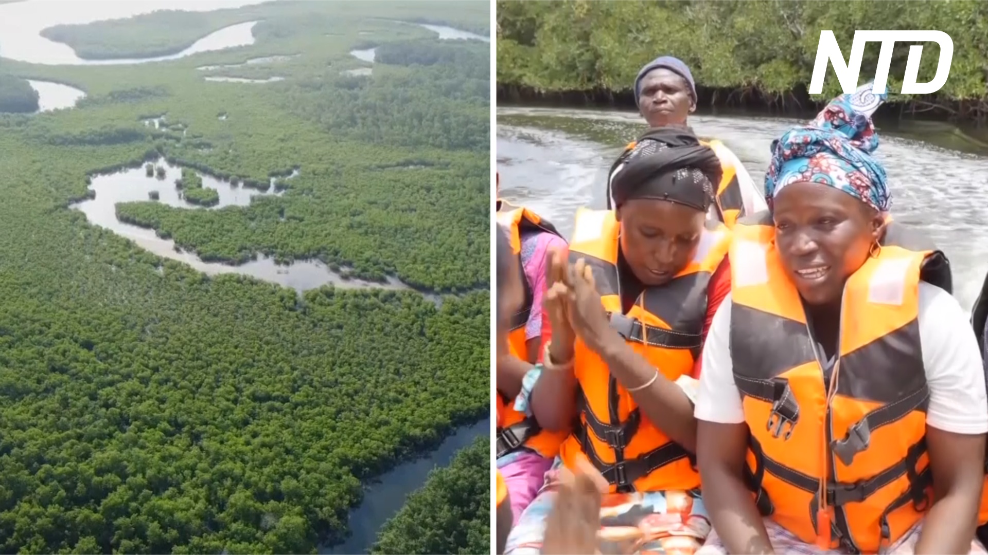 Как мангровые леса спасают деревни