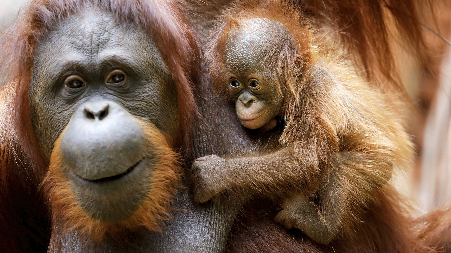 Редкий примат: в зоопарке радуются первому за год орангутану