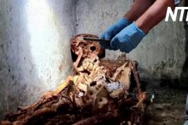 Древние останки бывшего раба раскроют тайны жизни Помпеев