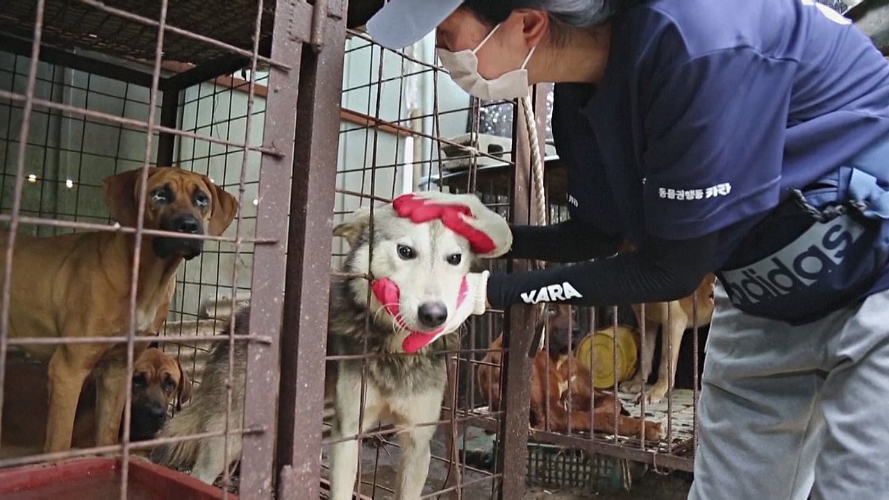 В Южной Корее будут строже наказывать за жестокое обращение с животными