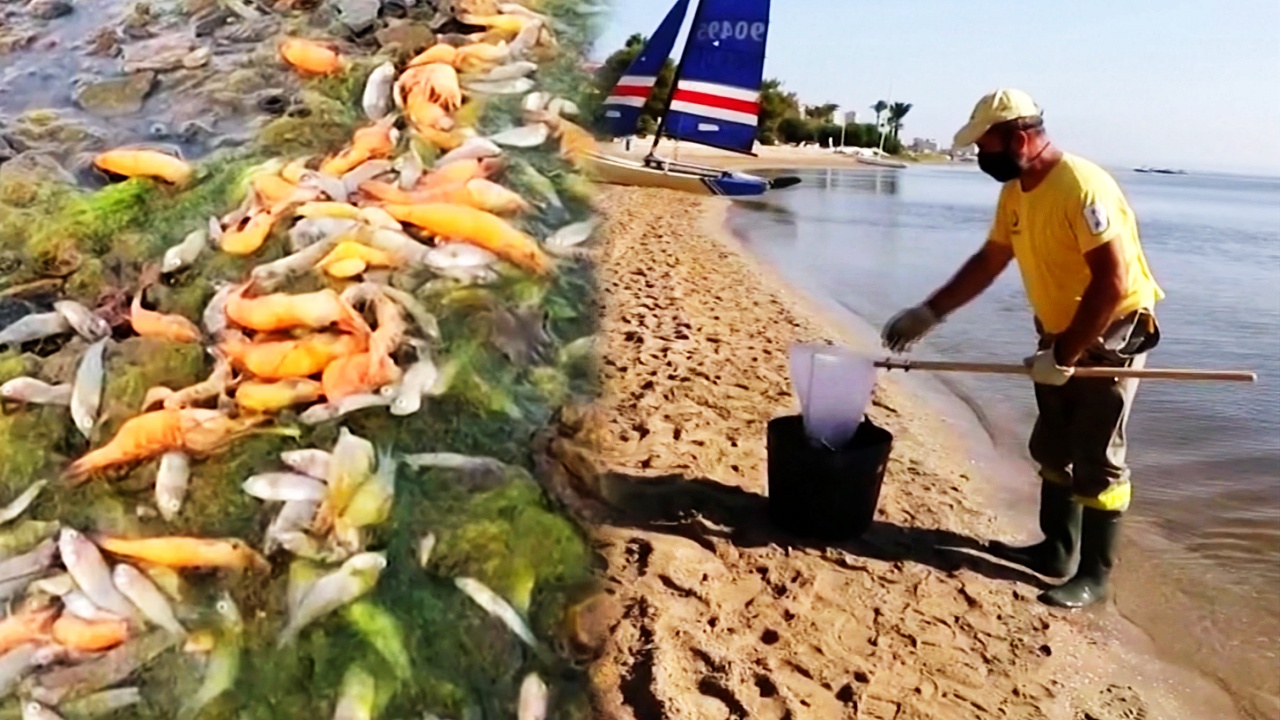 20 тонн мёртвой рыбы прибило к испанскому побережью