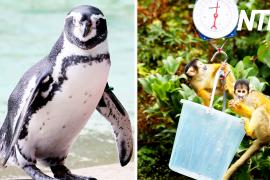 Весы и рулетки: в Лондонском зоопарке измеряют и взвешивают питомцев