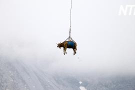 «Летающие» коровы: как в Швейцарии перевозят коров на новые пастбища