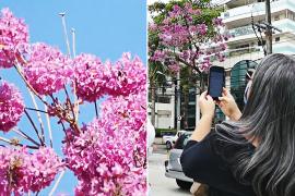 Цветут только шесть дней: в Рио любуются цветками табебуйи