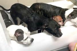 Спасённые собаки принимают душ. Трогательное видео.
