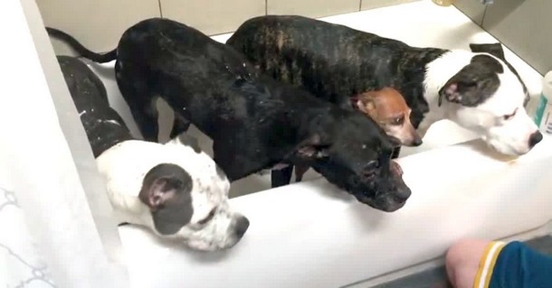 Спасённые собаки принимают душ. Трогательное видео.