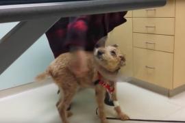 Собака впервые видит хозяев после операции на глаза. Трогательное видео.