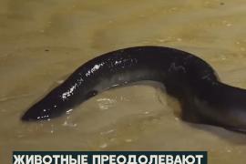 Угри с GPS-трекерами: учёные изучают миграцию в 3000 км