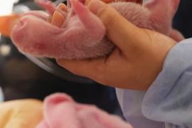 Во французском зоопарке родились сразу две панды