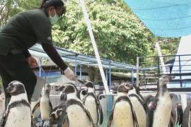 Как пингвинов избавляют от депрессии в тайском зоопарке